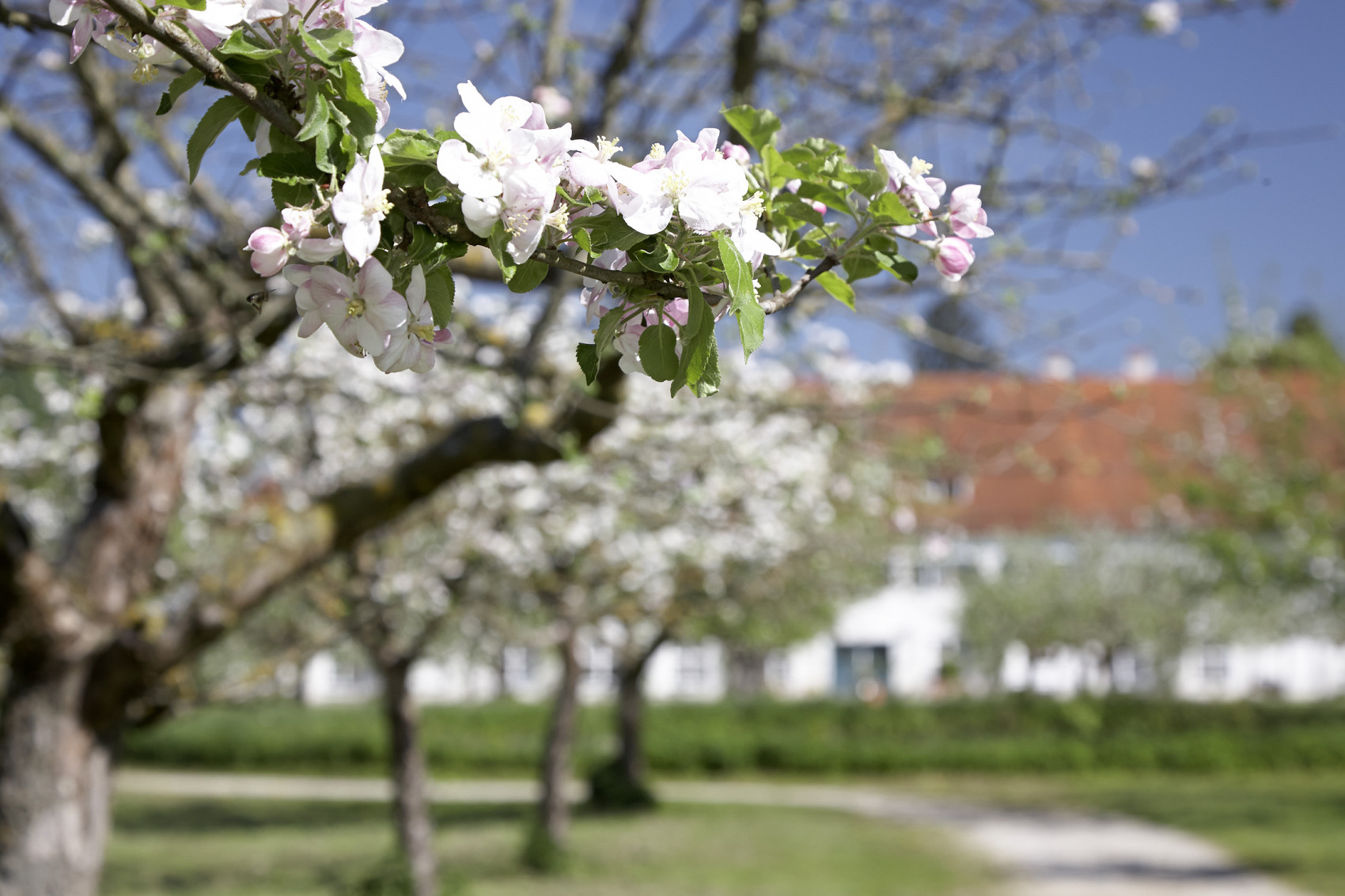 Blüte der alten Obstbäume im Hofgarten Schleißheim, Foto: Schloss- und Gartenverwaltung Schleißheim