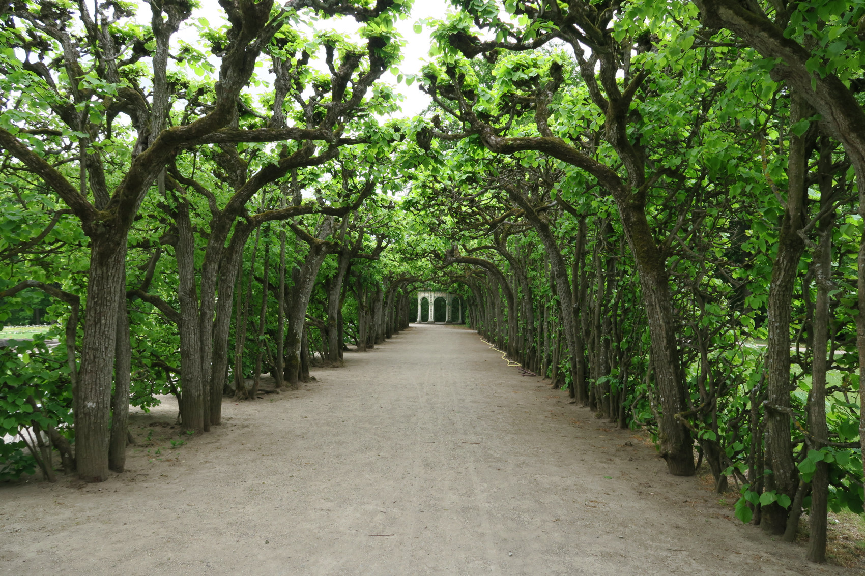 Formgehölze im Hofgarten Eremitage, Bayreuth, Foto: Gärtenabteilung der Bayerischen Schlösserverwaltung