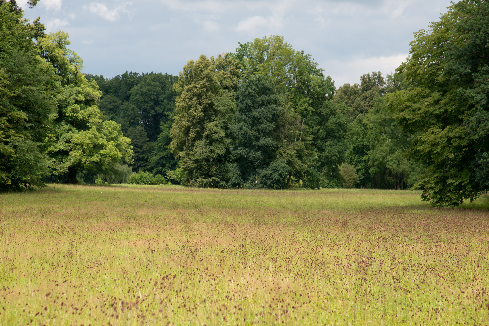 Wiesen und alte Bäume im Park Rosenau, Foto: Veronika Freudling