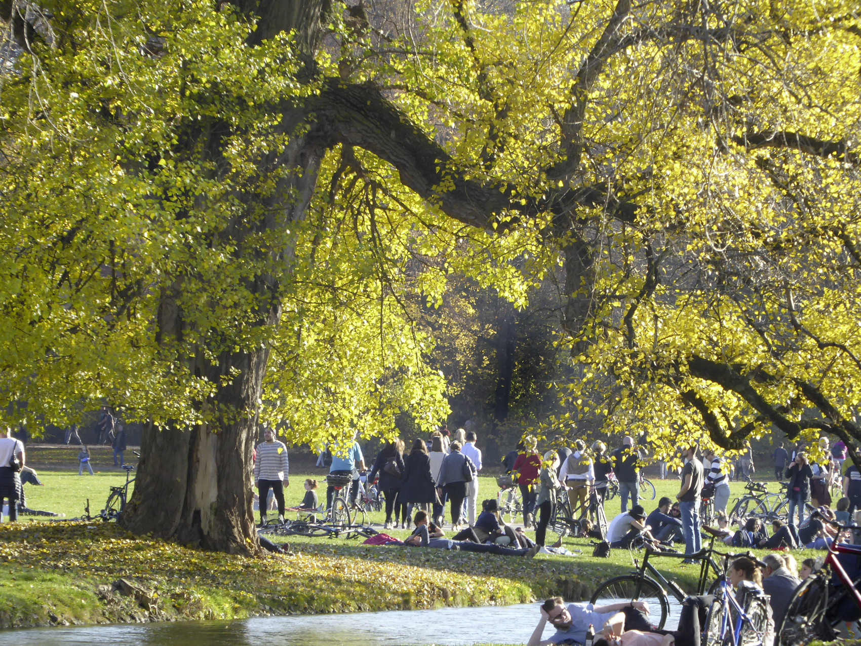 Menschen unter einer großen Pappel am Schwabinger Bach im Englischen Garten, Foto: Andrea Gruber