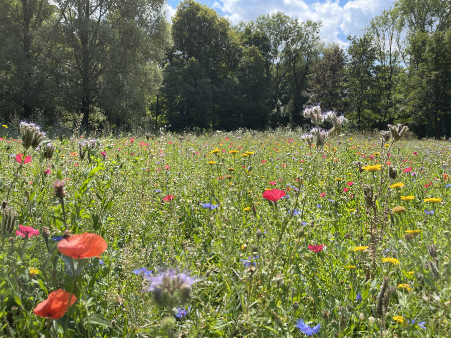 Bunte Blumenwiese mit Bäumen und blauem Himmel im Hintergrund