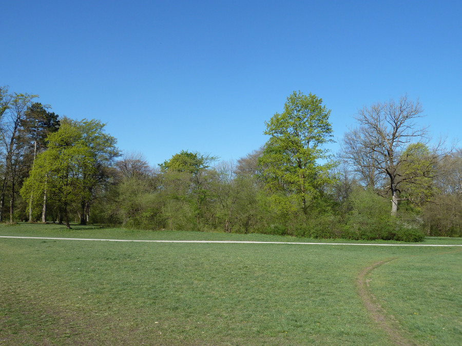 Wiese mit verschieden hohen Bäumen und blauem Himmel im Hintergrund