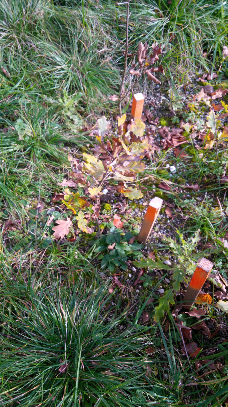 Mehrere junge Baum-Jungpflanzen zwischen grünem Gras