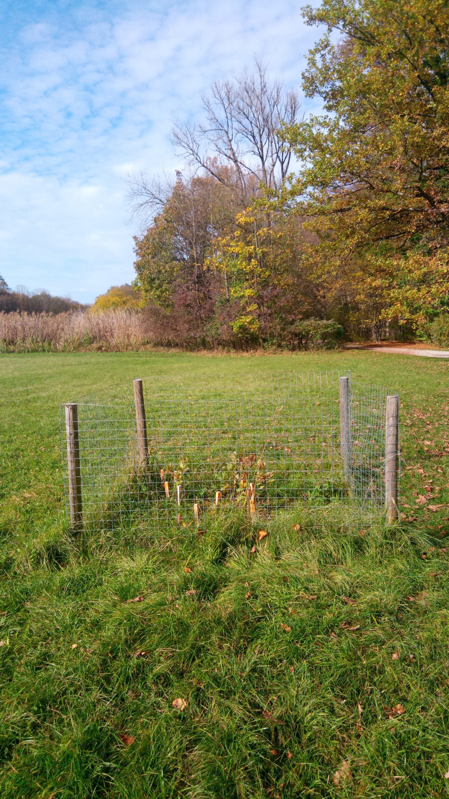 Grüne Wiese mit herbstlichen Bäumen und Baum-Jungpflanzen, die mit einem dünnen Drahtzaun geschützt werden