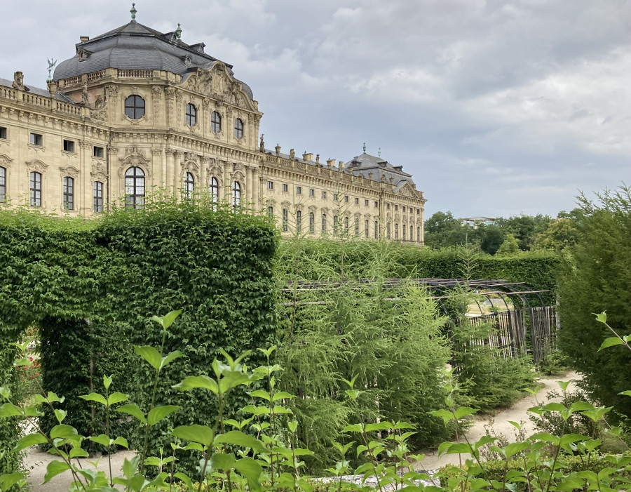 Vierjährige Jungbäume vor einer grünen Hecke und der Würzburger Residenz im Hintergrund