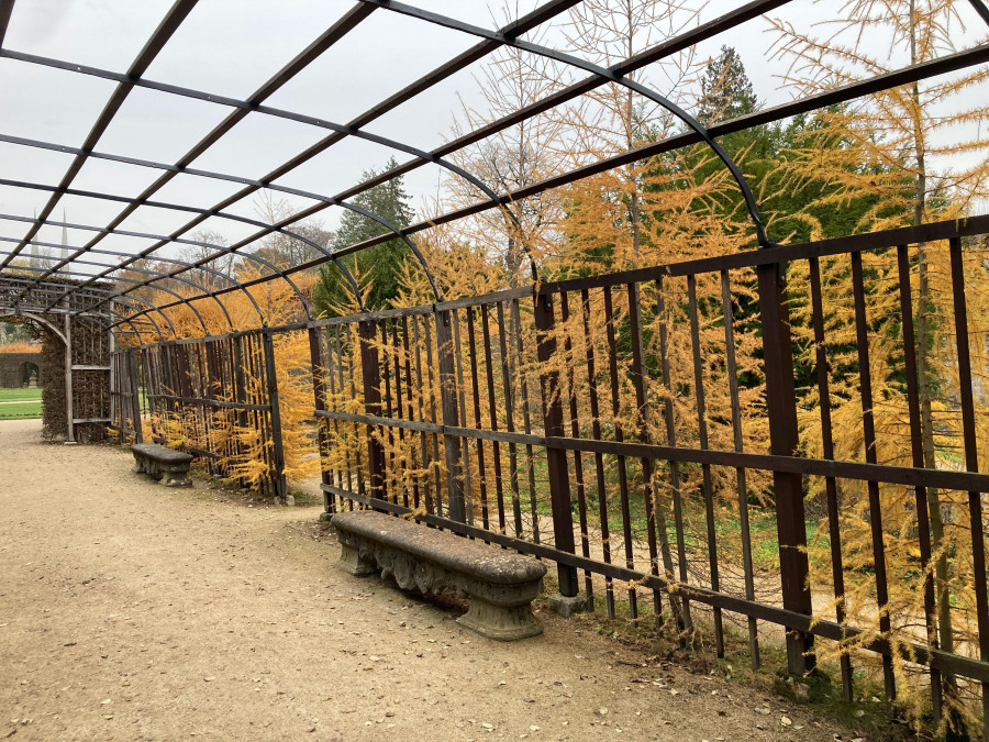 Herbstgelbgefärbte Bäume an einem Laubengang mit Steinbänken