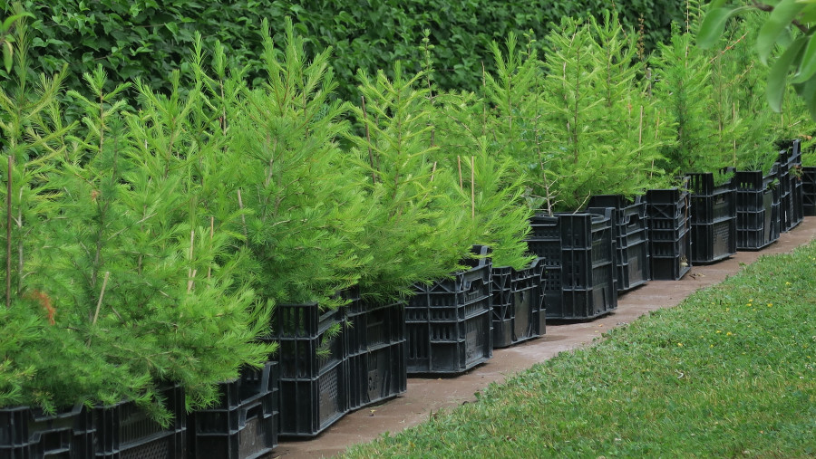 Selbstgezogene Baum-Jungpflanzen in Kisten