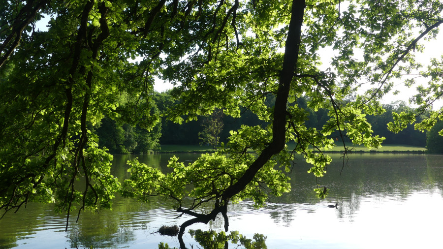 See mit ins Wasser ragenden Bäumen im Nymphenburger Schlosspark