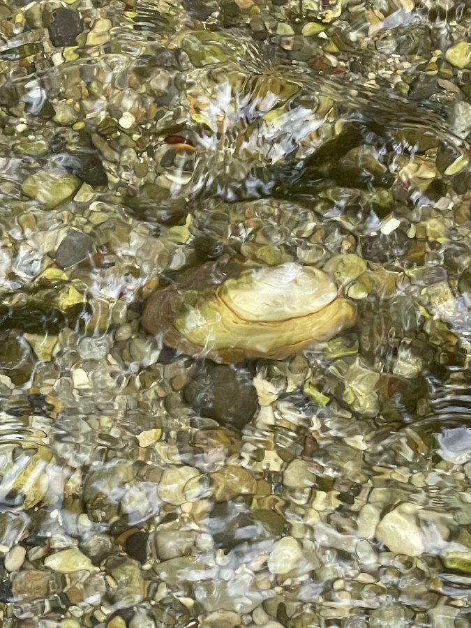 Bachlauf mit klarem Wasser und unterschiedlich gefärbten Kieseln sowie großer heller Muschel im Nymphenburger Schlosspark