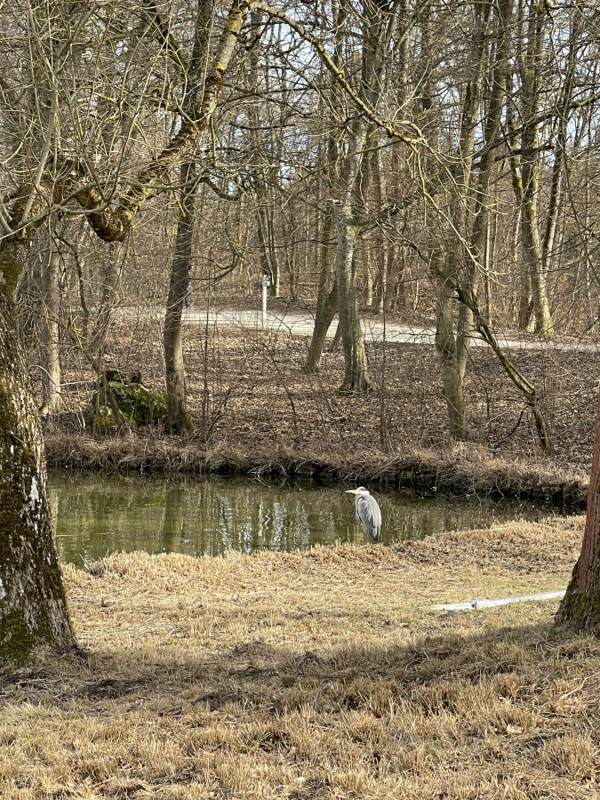 Gewässer mit Bäumen ohne Laub und großem grauen Vogel am Ufer im Nymphenburger Schlosspark