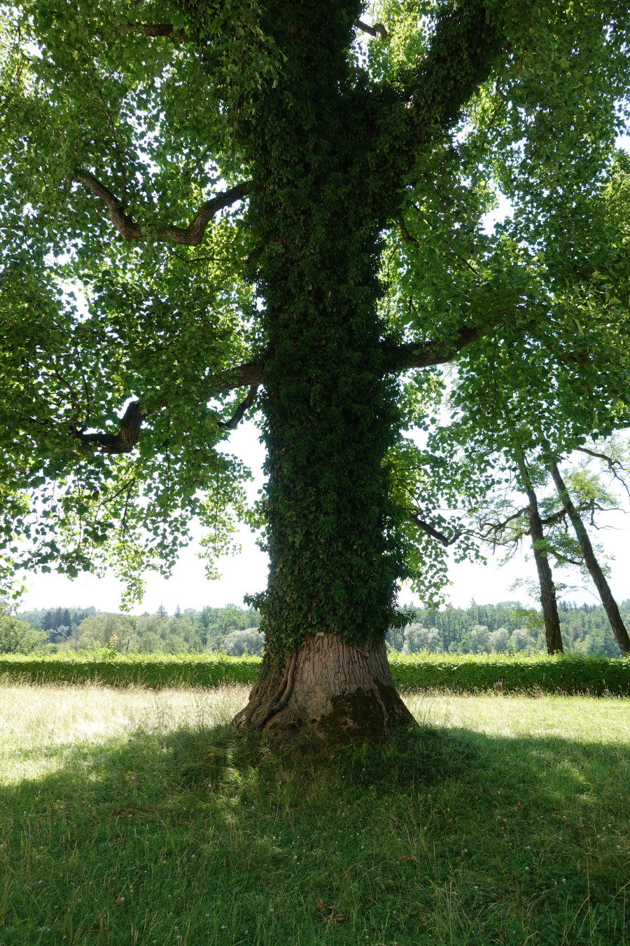 Großer alter Baum mit grünem Laub auf einer Wiese mit niedriger Hecke im Hintergrund auf der Insel Herrenchiemsee