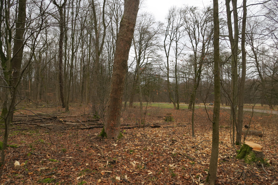 Mehrere Bäume ohne Laub, liegende Stämme auf braunen Blättern und ein abgesägter Baumstumpf im Nymphenburger Schlosspark