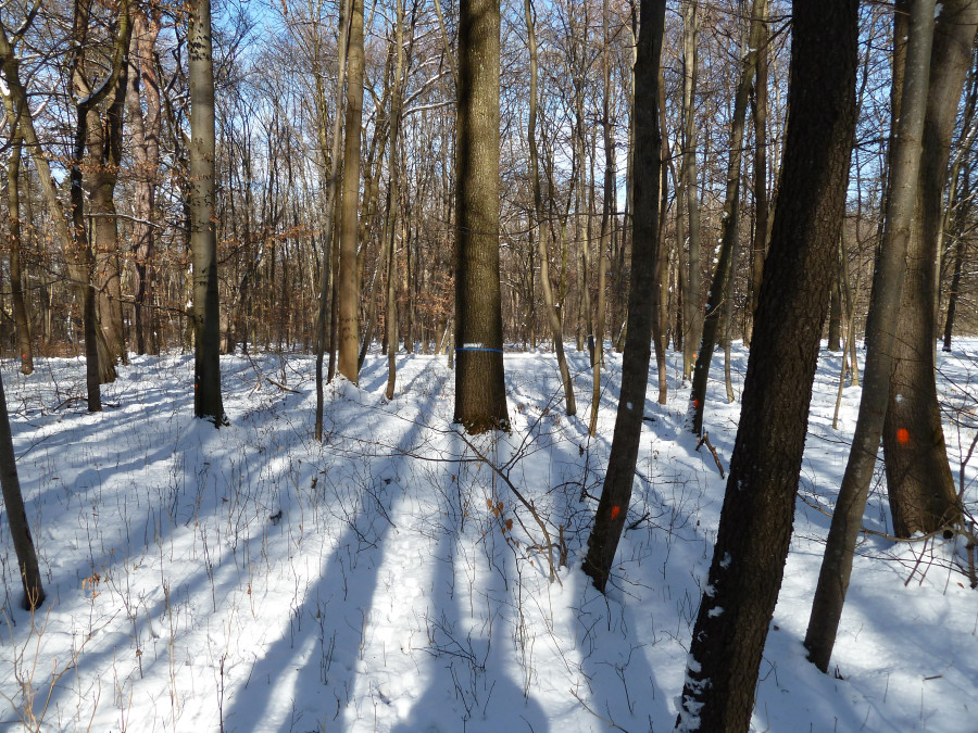 Hohe Bäume mit blauem Band (diese werden gefördert) und rotem Punkt (diese werden gefällt) im winterlichen Nymphenburger Schlosspark