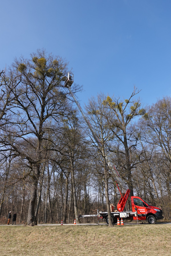 Unbelaubte Bäume mit großen Misteltrauben in den Baumkronen vor blauem Himmel, im Vordergrund steht ein rotes Hebebühnen-Fahrzeug