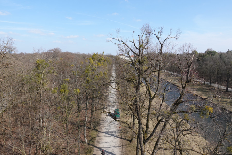 Von oben gesehene unbelaubte Lindenbäume mit Misteltrauben in den Kronen am Kanal im Nymphenburger Park