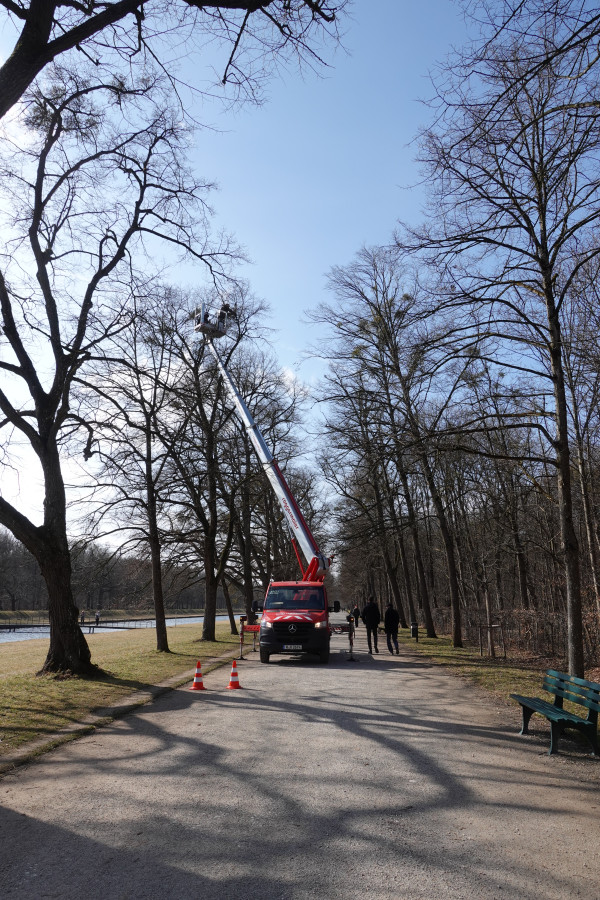 Befestigung der Feuchtemessungssensoren mit Hilfe eines Hebebühnen-Fahrzeugs in der von Misteln befallenen Baumkrone  im unbelaubten Nymphenburger Schlosspark