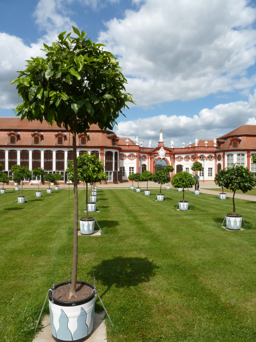 In Reihen auf grünem Rasen im Orangerieparterre stehende Zitrusbäume mit hohem Stamm und Kugelkrone in großen Töpfen mit Mulchschicht, im Hintergrund ist Schloss Seehof zu sehen