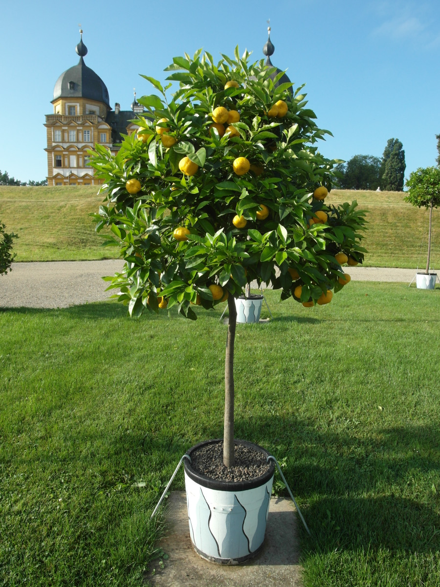 Ein Zitrusbaum mit hohem Stamm und Kugelkrone steht in einem großen Topf mit Mulchschicht auf grünem Rasen im Orangerieparterre, im Hintergrund ist Schloss Seehof  zu sehen.