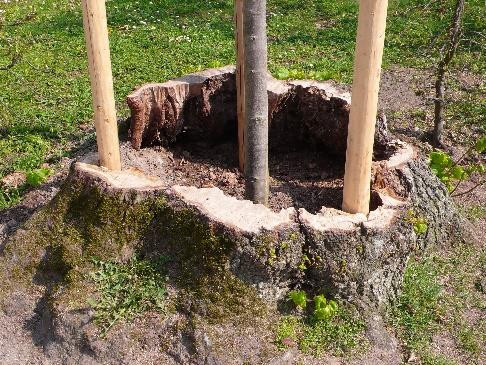 Nachpflanzung einer jungen Winterlinde (Tilia cordata MILL.) in den hohlen Baumstumpf ihres Vorgängers im Hofgarten Veitshöchheim