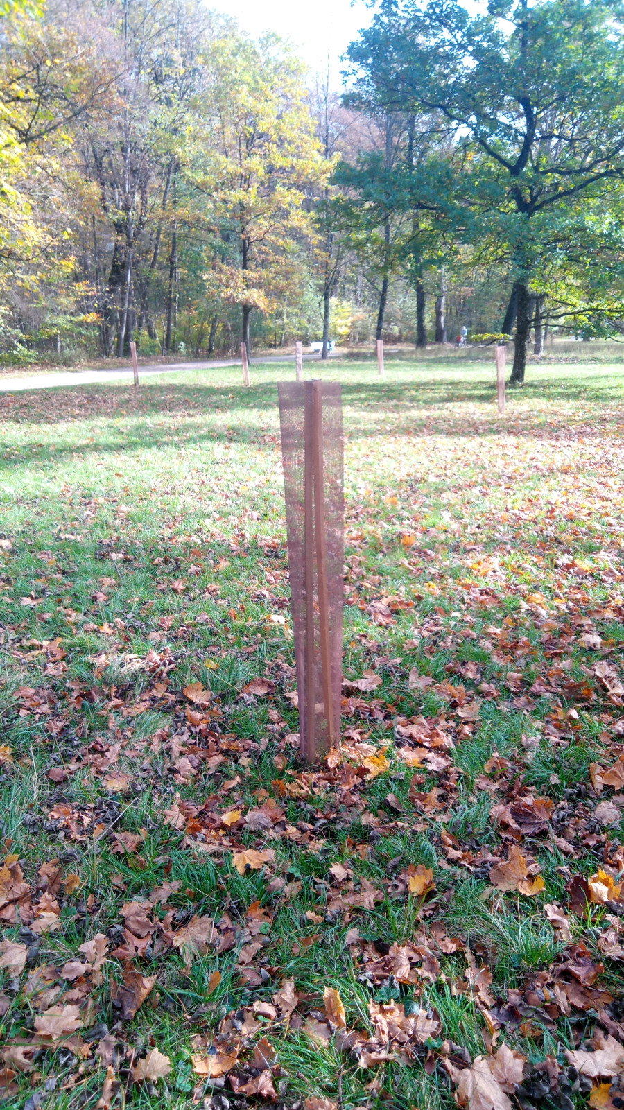 Stiel-Eichen Jungbaum auf einer Herbstwiese mit einer braunen Ummantelung zum Verbissschutz, unterschiedlich gefärbte Laubbäume im Hintergrund