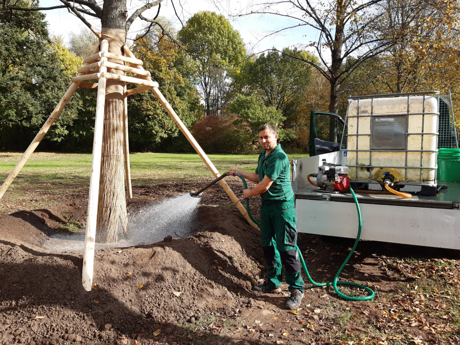 Das Bild zeigt einen Mitarbeiter in grüner Arbeitskleidung im Hofgarten Ansbach, der einen umgepflanzten Baum wässert mit Hilfe eines Tankwagens