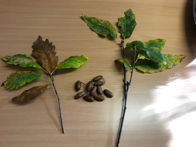 Aufnahme von 2 herbstlich gefärbten Zweigen der Muskauer Trauben-Eiche aus dem Schlosspark Ellingen. In der Mitte der Zweige liegen mehrere dunkelbraune Früchte, der Untergrund ist hellbraun