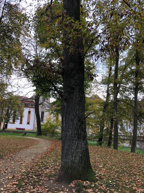 Großaufnahme des Baumstamms einer Muskauer Trauben-Eiche im Schlosspark Ellingen mit der Residenz im Hintergrund. Der Boden ist von Herbstlaub bedeckt