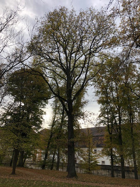 Mehrere Bäume stehen im Schlosspark Ellingen nebeneinander, darunter eine Muskauer Trauben-Eiche, im Hintergrund ist ein Teil der Residenz zu sehen. Der Boden ist von Herbstlaub bedeckt