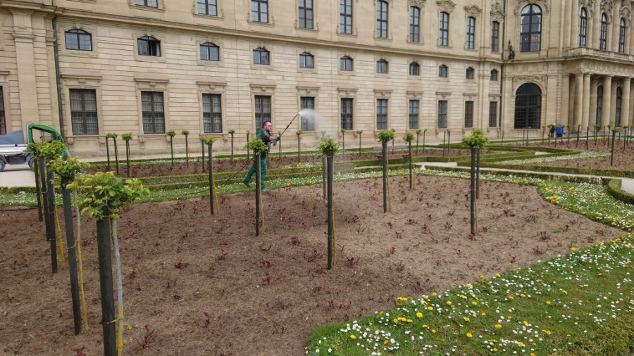 Ein Mitarbeiter der Würzburger SGV in grüner Arbeitskleidung besprüht die Reihen der Rosenbeete mit EM-versetztem Wasser, im Hintergrund ist die Residenz zu sehen