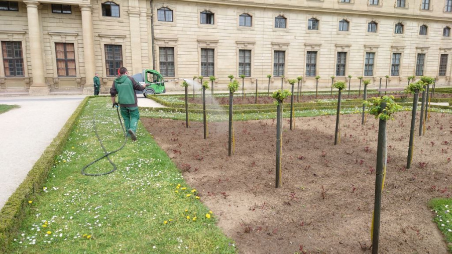 Ein Mitarbeiter der SGV Würzburg besprüht die Reihen der Rosenbeete mit EM-versetztem Wasser. Im Hintergrund ist die Residenz zu sehen