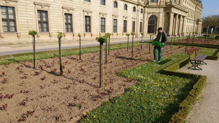 Ein Mitarbeiter der SGV Würzburg in grüner Arbeitskleidung verteilt die Bokashi-Pellets von Hand auf auf den Rosenbeeten. Im Hintergrund ist die Residenz zu sehen.