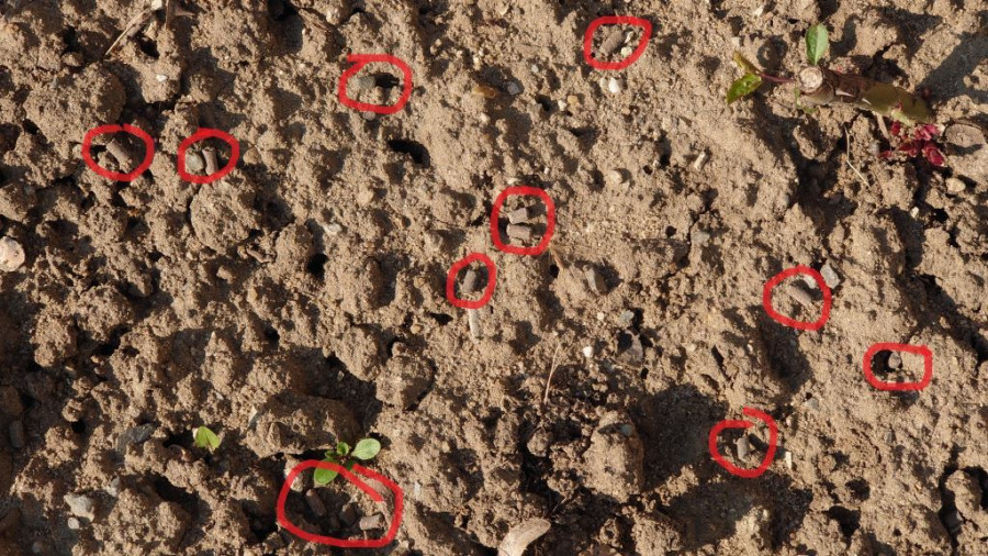 Auf dem braunen Boden der Rosenbeete sind braune Bokashi-Pellets zu sehen, die zur besseren Unterscheidung auf dem Bild mit roten Kreisen markiert sind. Dazwischen sind kleine grüne Blättchen zu sehen