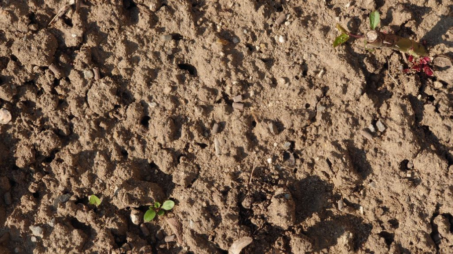 Auf dem braunen Boden des Rosenbeetes sind die braunen Bokashi-Pellets kaum sichtbar, da sie in etwa die gleiche Farbe haben. Kleine grüne Blättchen sind sichtbar.