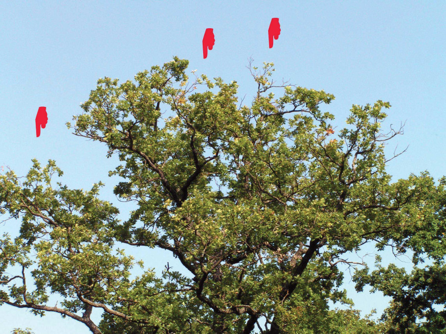 Eichen-Baum mit teilweise gelber und lückenhafter Belaubung, diese ist durch rote Markierungen auf dem Bild gekennzeichnet. Im Hintergrund ist blauer Himmel zu sehen