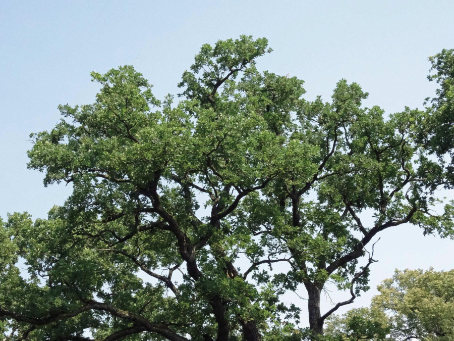 Eichen-Baum mit dichter, dunkelgrüner Belaubung, im Hintergrund ist blauer Himmel zu sehen